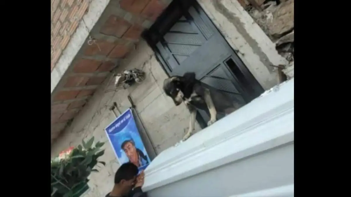 Perro se despide de su dueño en funeral y se vuelve viral